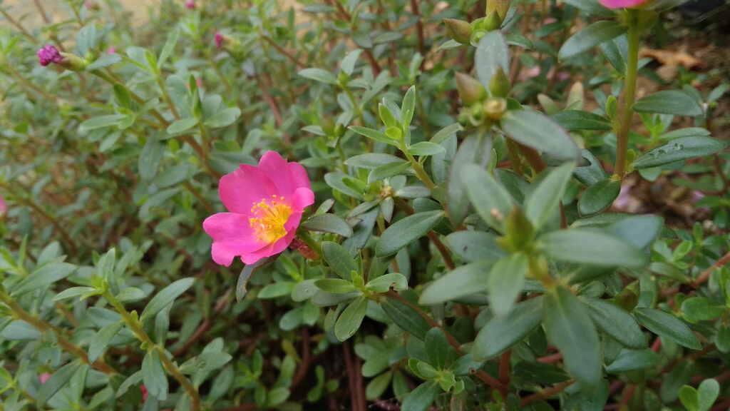 Rosa nutkana หรือ Bristle ดอกกุหลาบดอกเดียวในพุ่มสีเขียวที่มีกลีบดอกสีชมพู