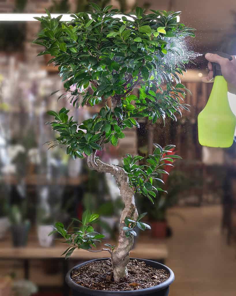 cách tưới cây bonsai
