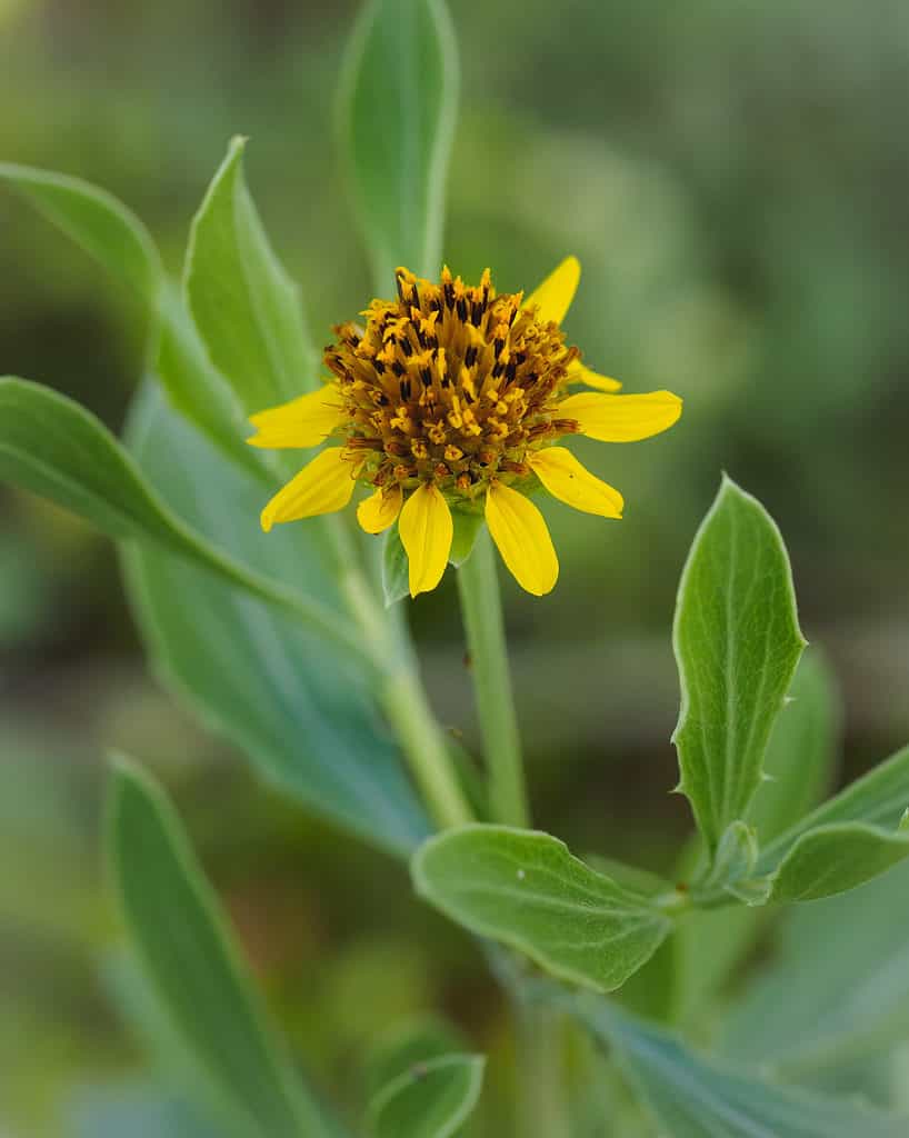 The bright yellow color of the tree seaside tansy peaks in spring and summer. 