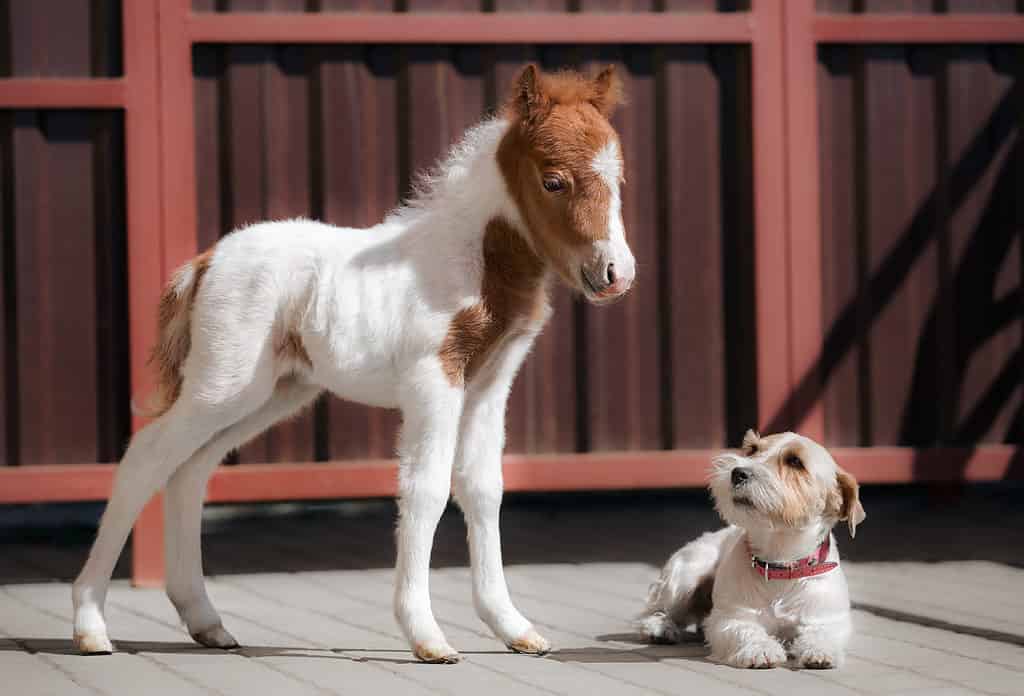 Mini horse next to a dog