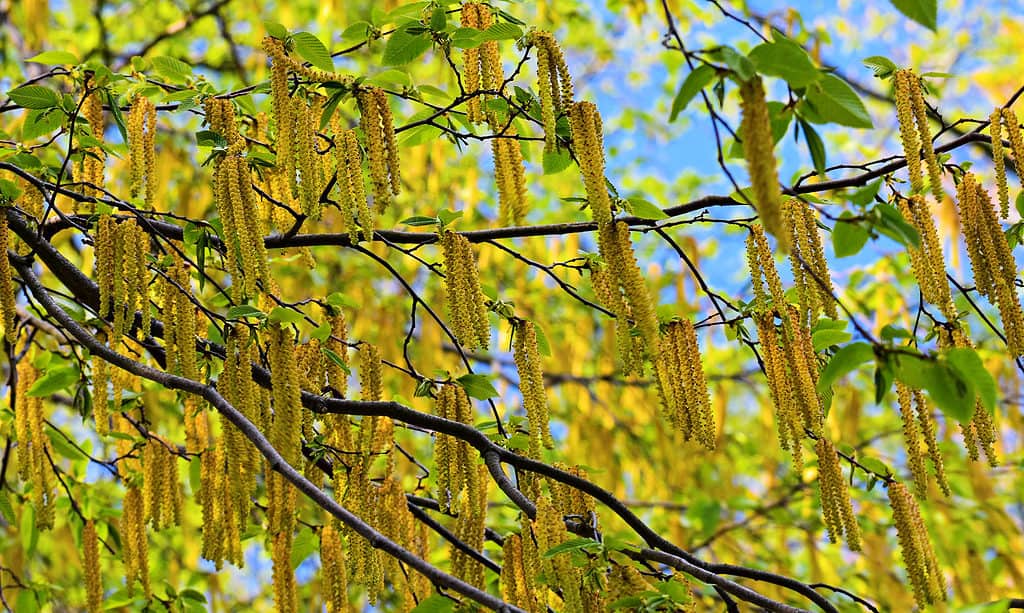 Trees Native to New Jersey