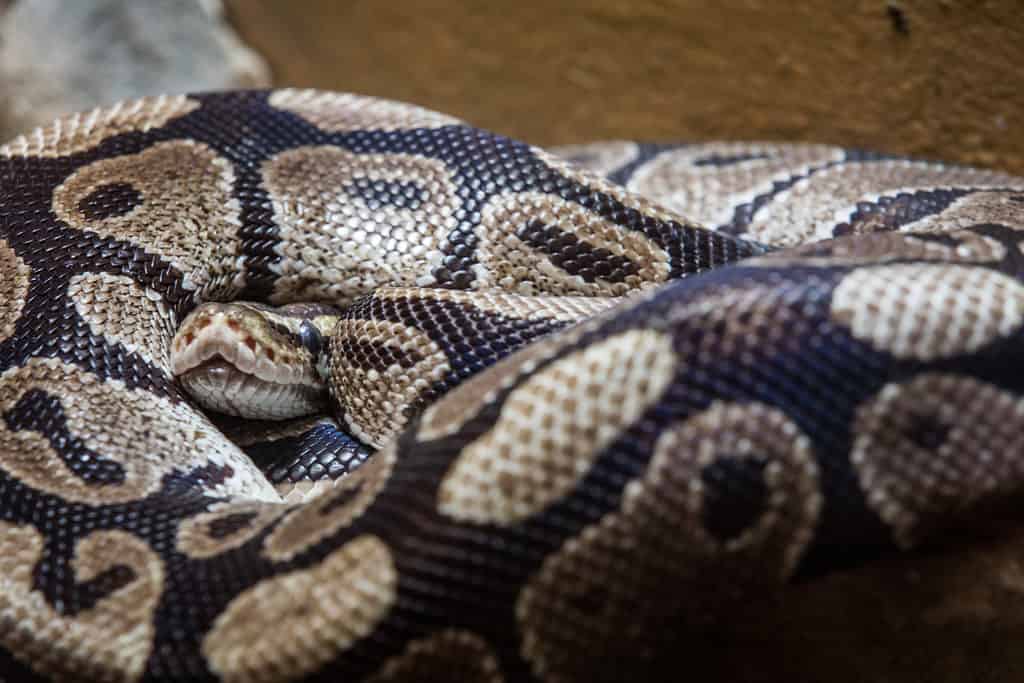 Close up of ball python