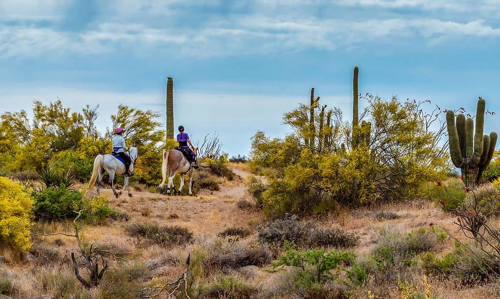 Women Riding Horses On A Desert Trail In Arizona
