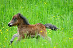 Miniature horse