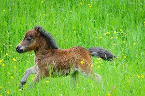 Teacup horse