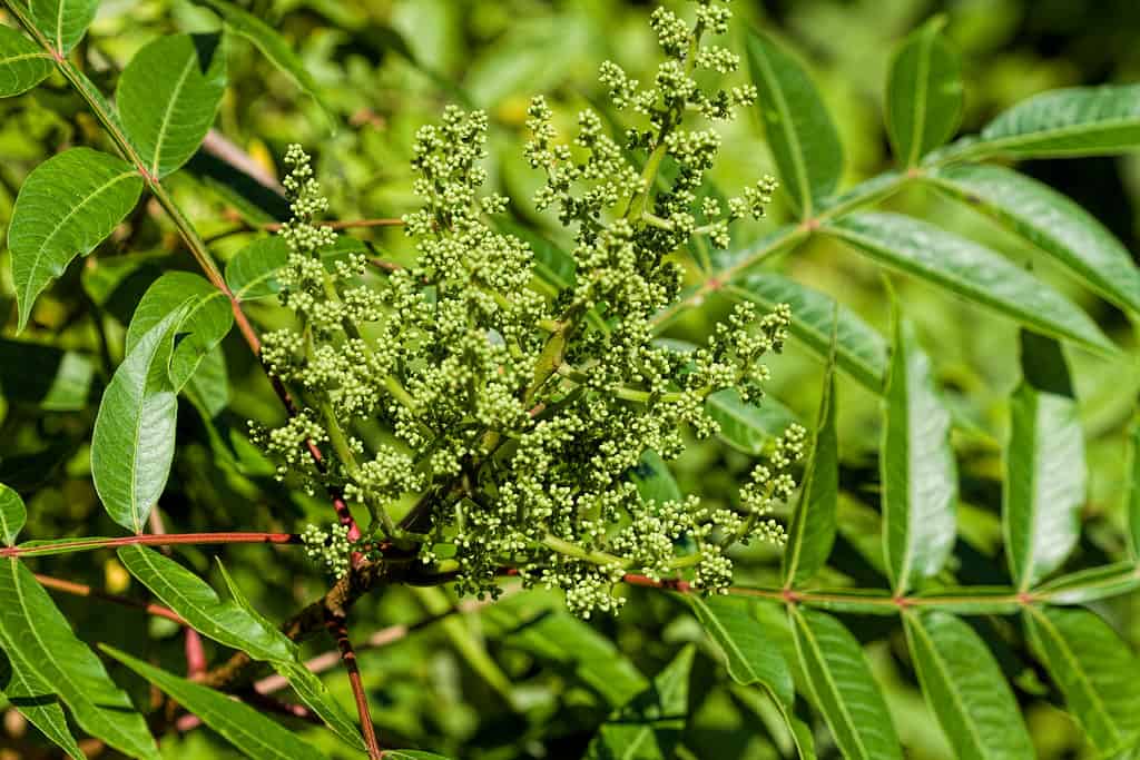 Shining sumac