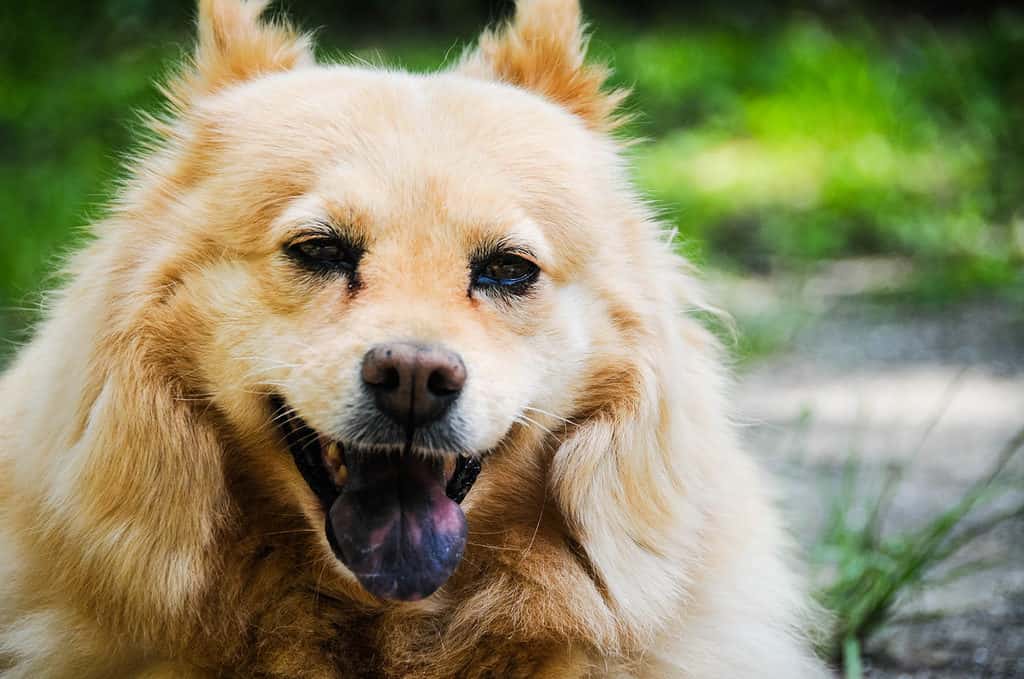 Chow pom mix