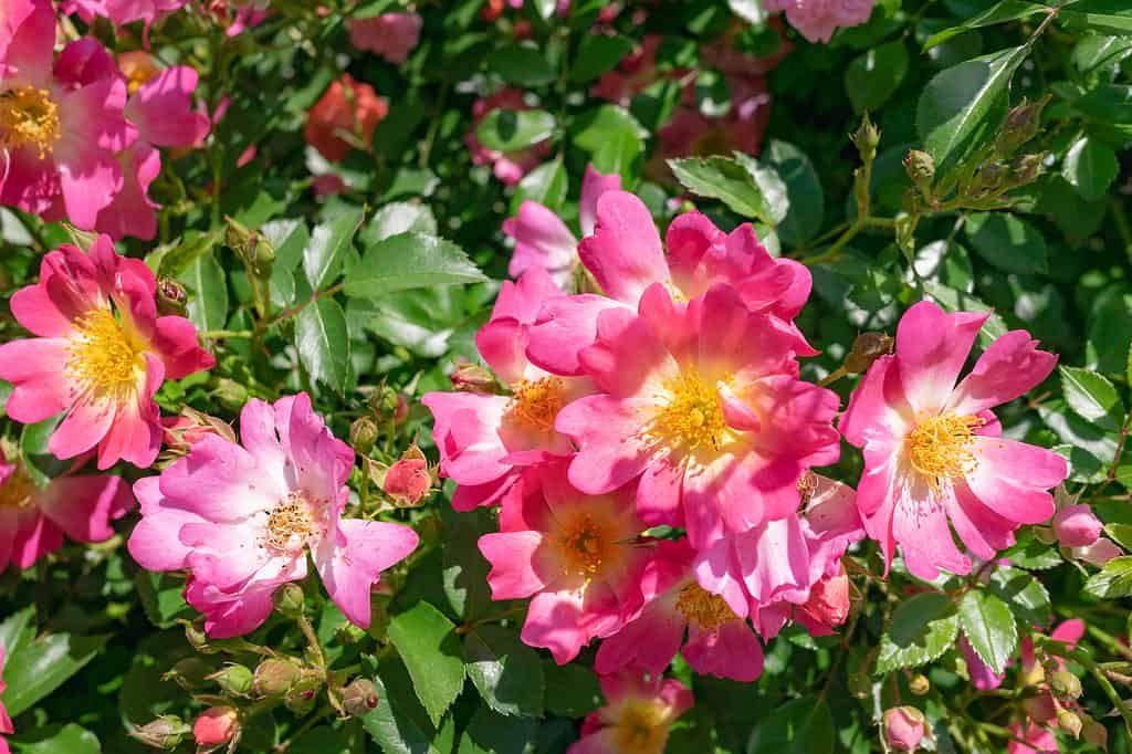 Un gros plan des fleurs roses et jaunes de la rose Pink Drift