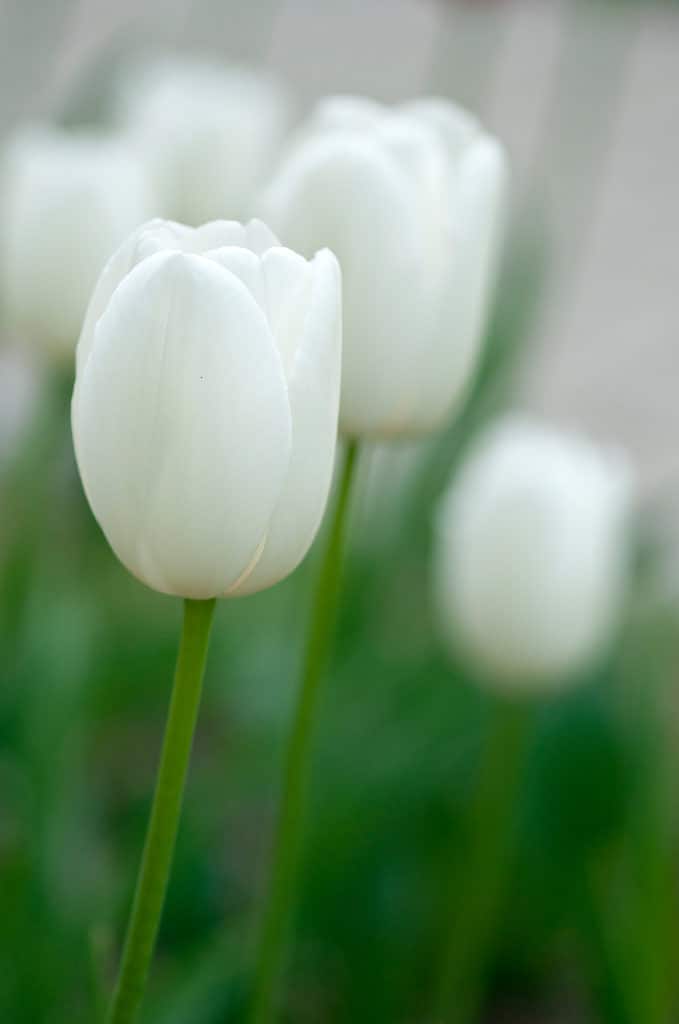 Bright white Maureen tulips in bloom