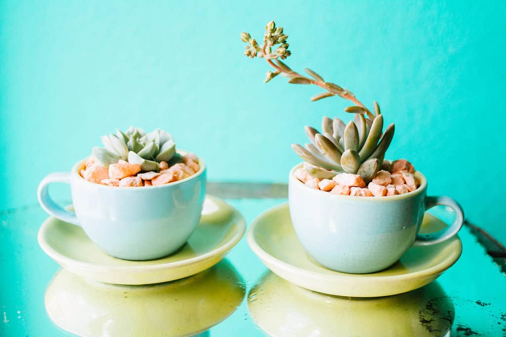 Succulents in pastel teacups with reflection.