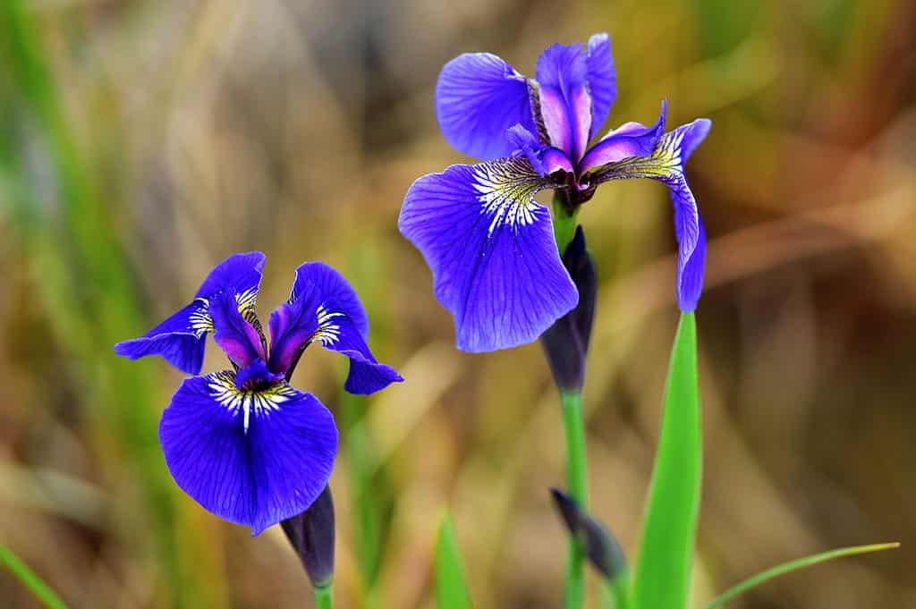 Standing tall, vibrancy, and strength are attributes embodied by irises.