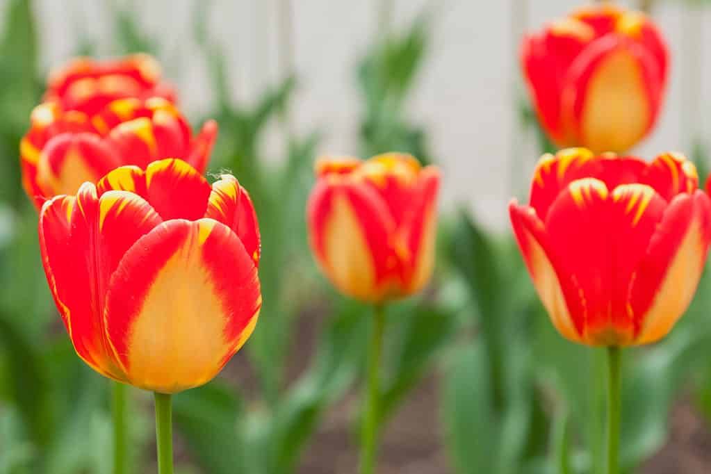 Blooming red and yellow Banja Luka tulips