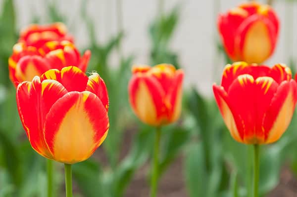 Discover The National Flower of The Netherlands: The Tulip - A-Z Animals