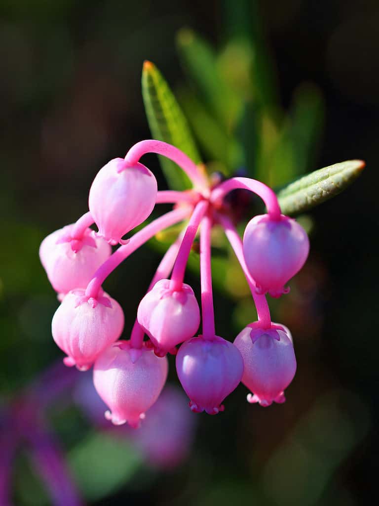 Pink flowers of the bog rosemary plant