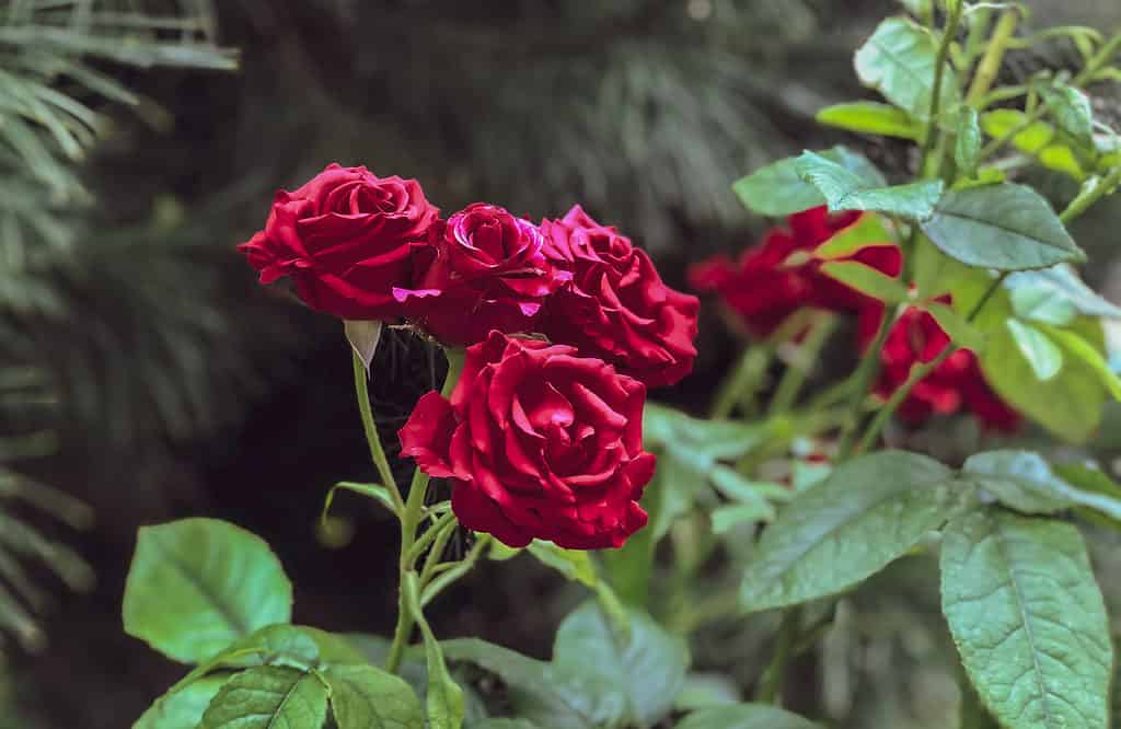 ภาพโคลสอัพของดอกกุหลาบพันธุ์มิสเตอร์ลินคอล์นสีแดงสองสามดอกในสวน