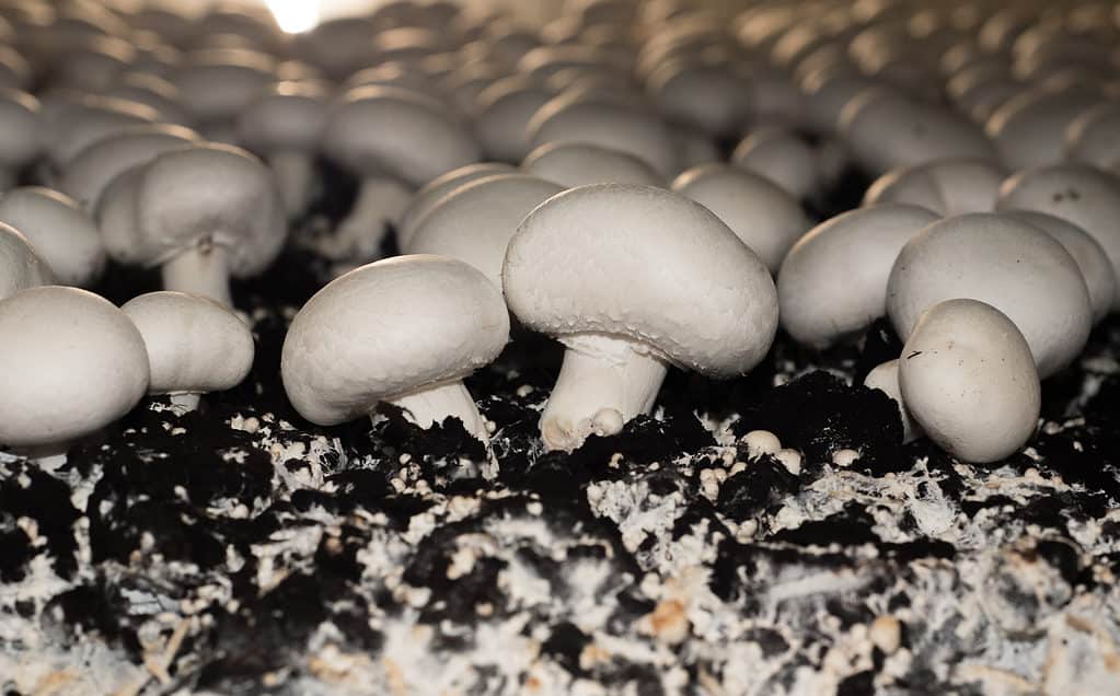 Button mushrooms with rounded caps and short white stems