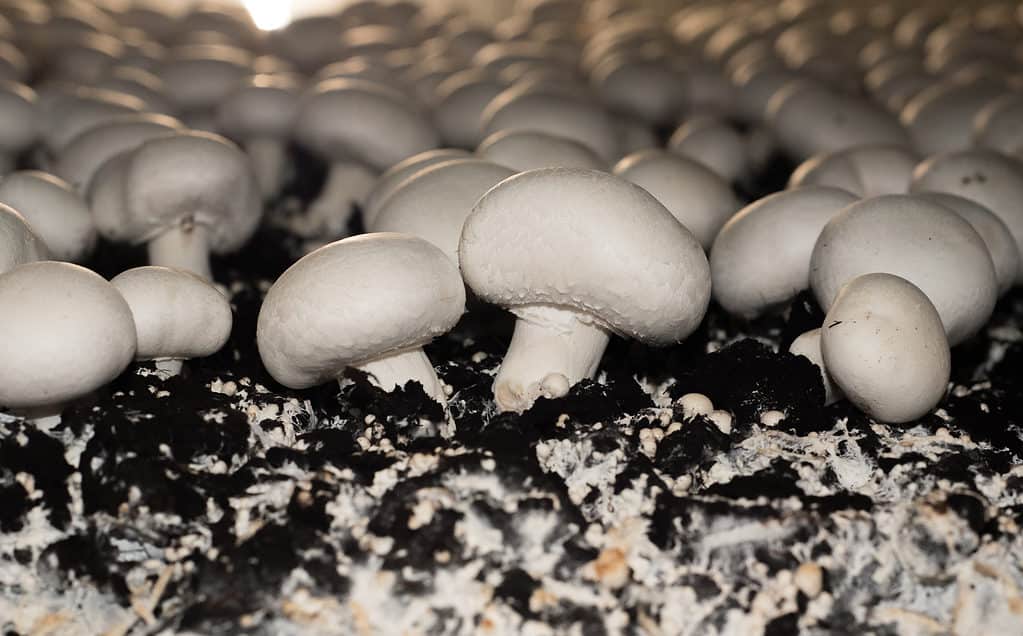 button mushrooms vs. portobello mushrooms