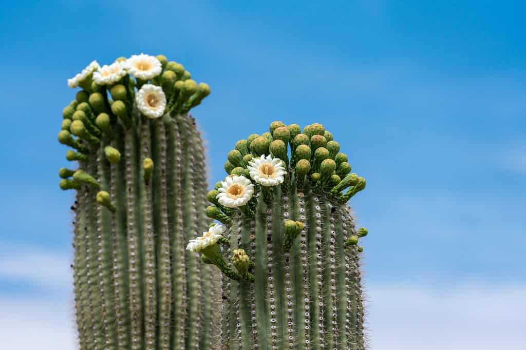 Saguaro,Cactus,Flowers,On,Top,Against,Sky