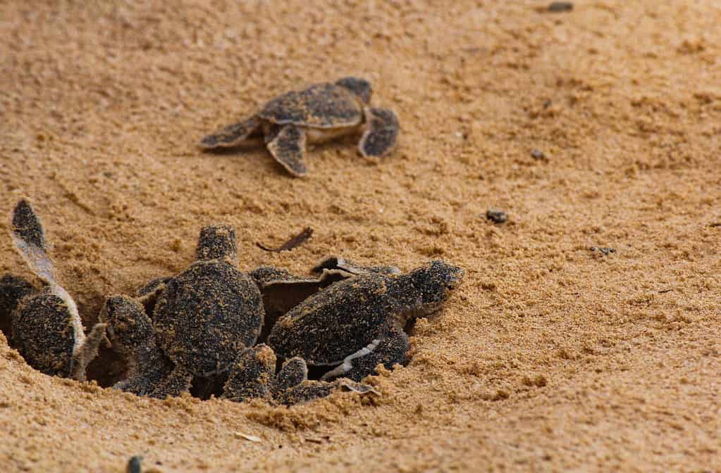 Baby sea turtles hatching from nest