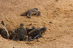 Baby sea turtles hatching from nest.