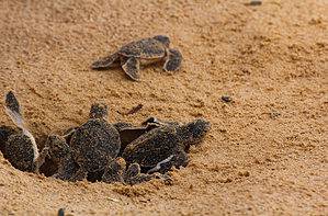 Discover the Sea Turtle Sanctuary that Has Helped One Million Turtles Picture