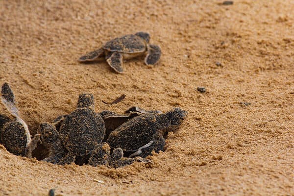 Baby sea turtles hatching from nest.