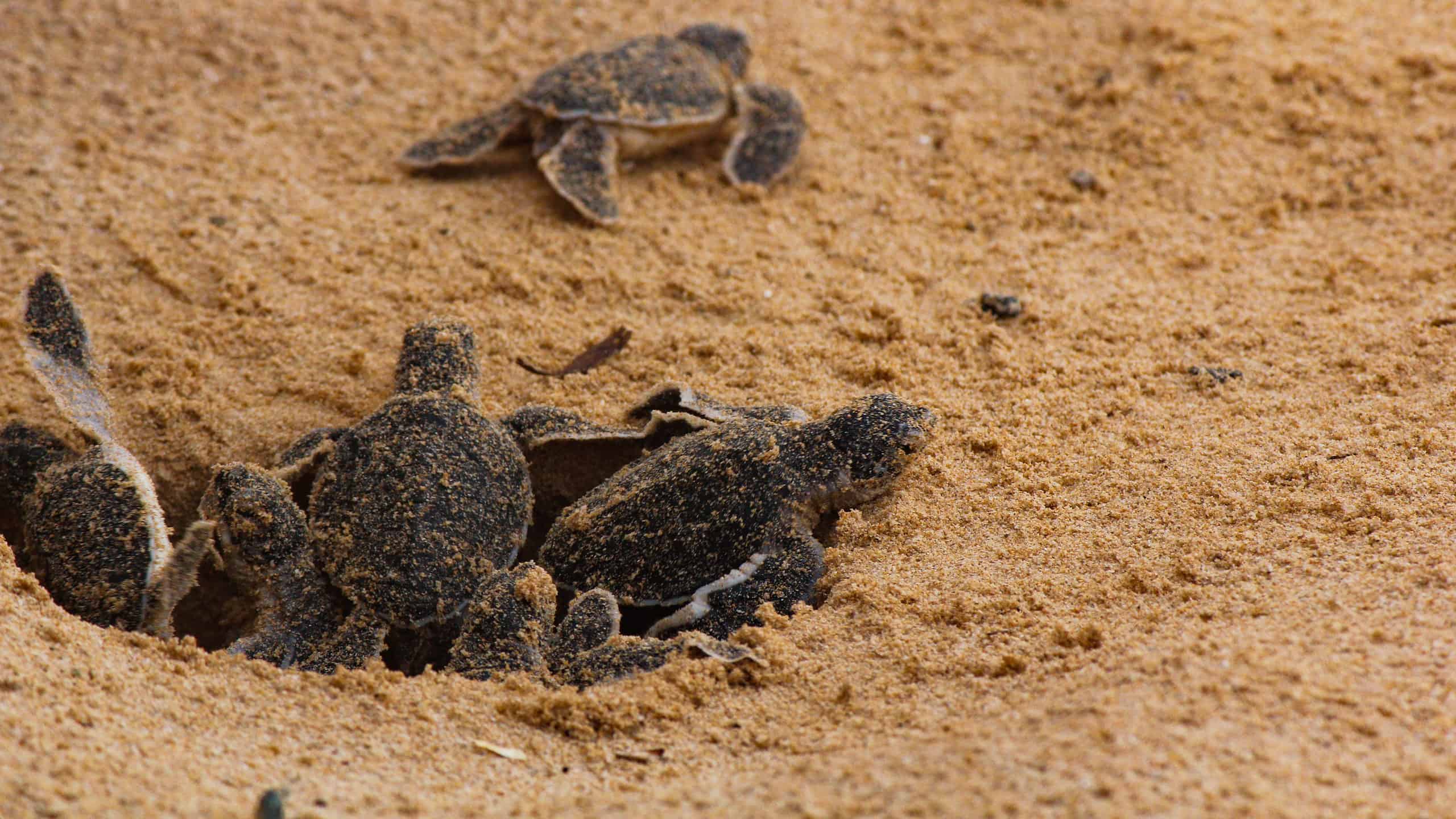 Baby sea turtles hatching from nest