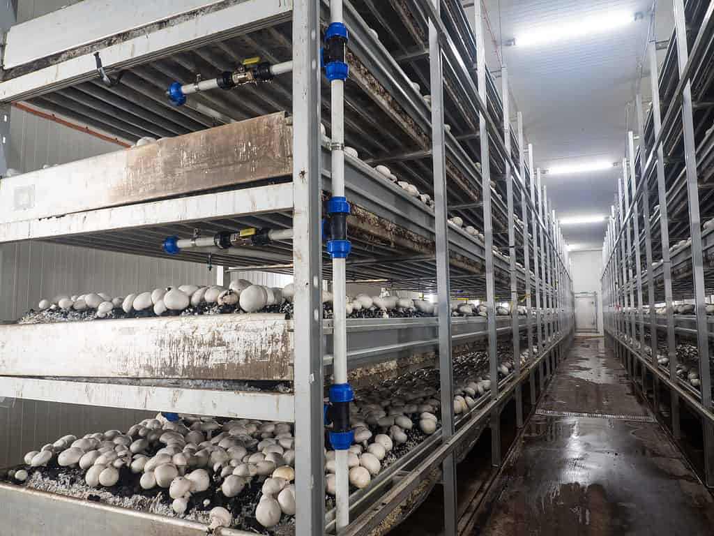 Button mushrooms being grown indoors