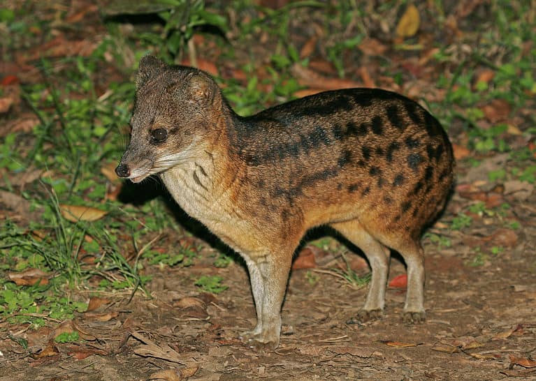 the-flag-of-madagascar-history-meaning-and-symbolism-az-animals