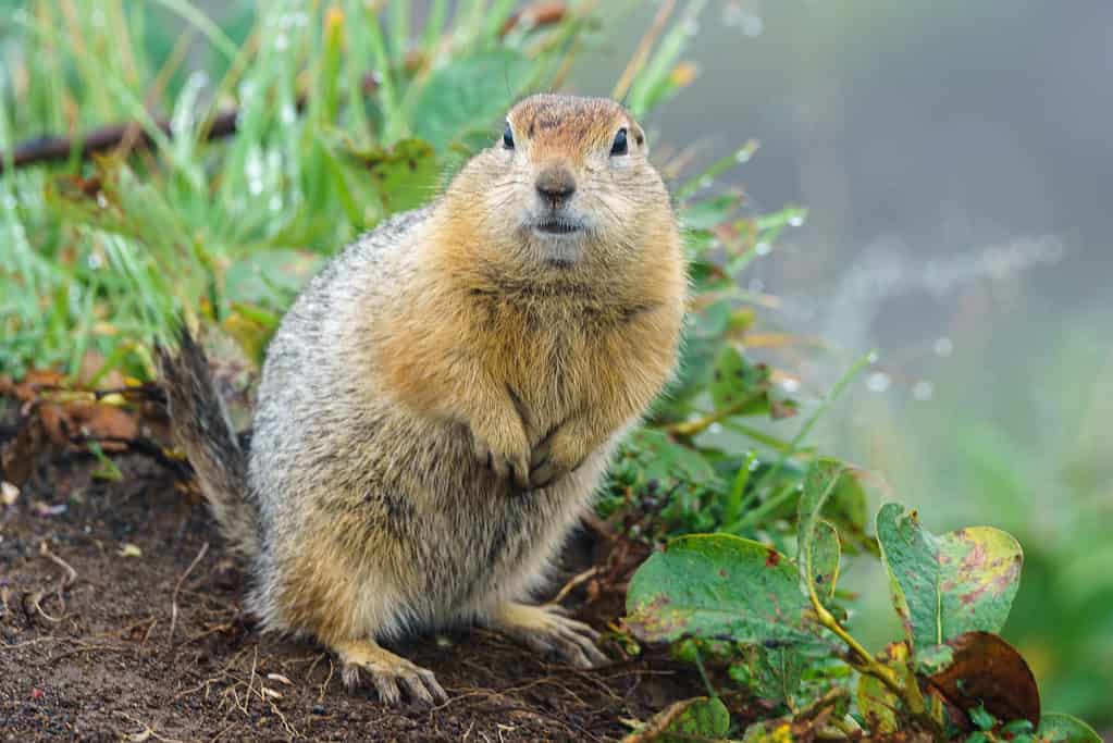 A gopher standing on its hind legs