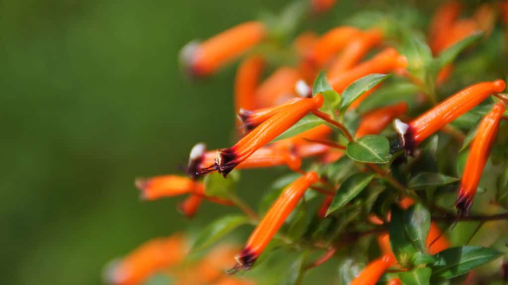 The cigar plant resembles a burning cigar in shape and color.