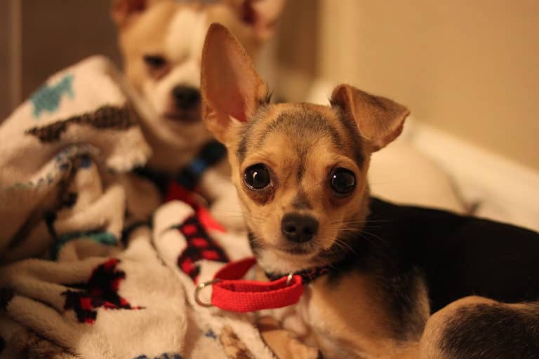 two cuddling teacup chihuahua dogs 9861