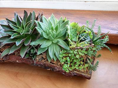 A Succulent Care in Fall: Everything You Should Know