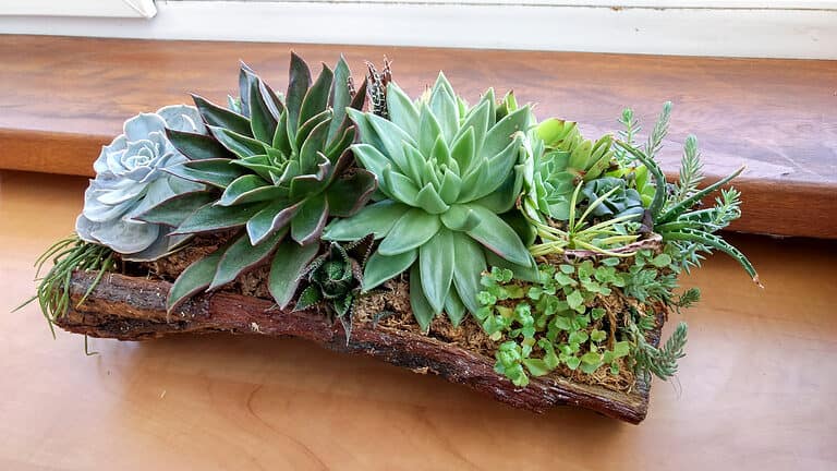 Succulent terrarium planted in a pine tree bark.