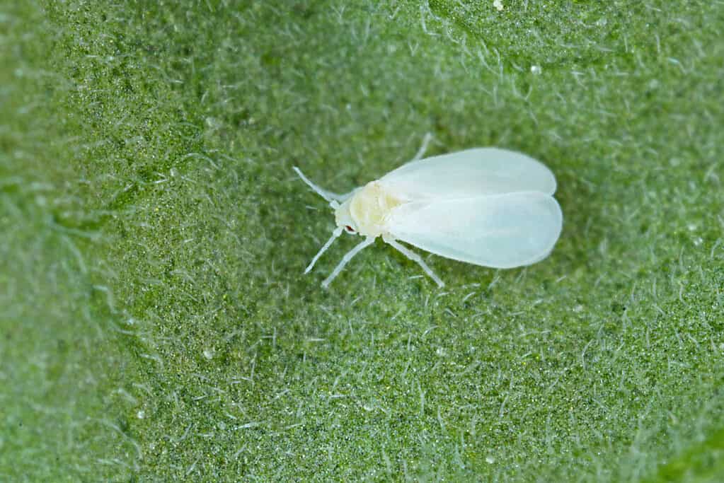 Whitefly on a green leaf