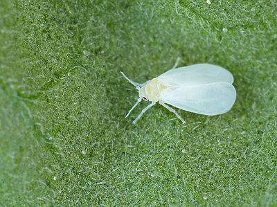 A 9 Ways to Get Rid of Whiteflies 