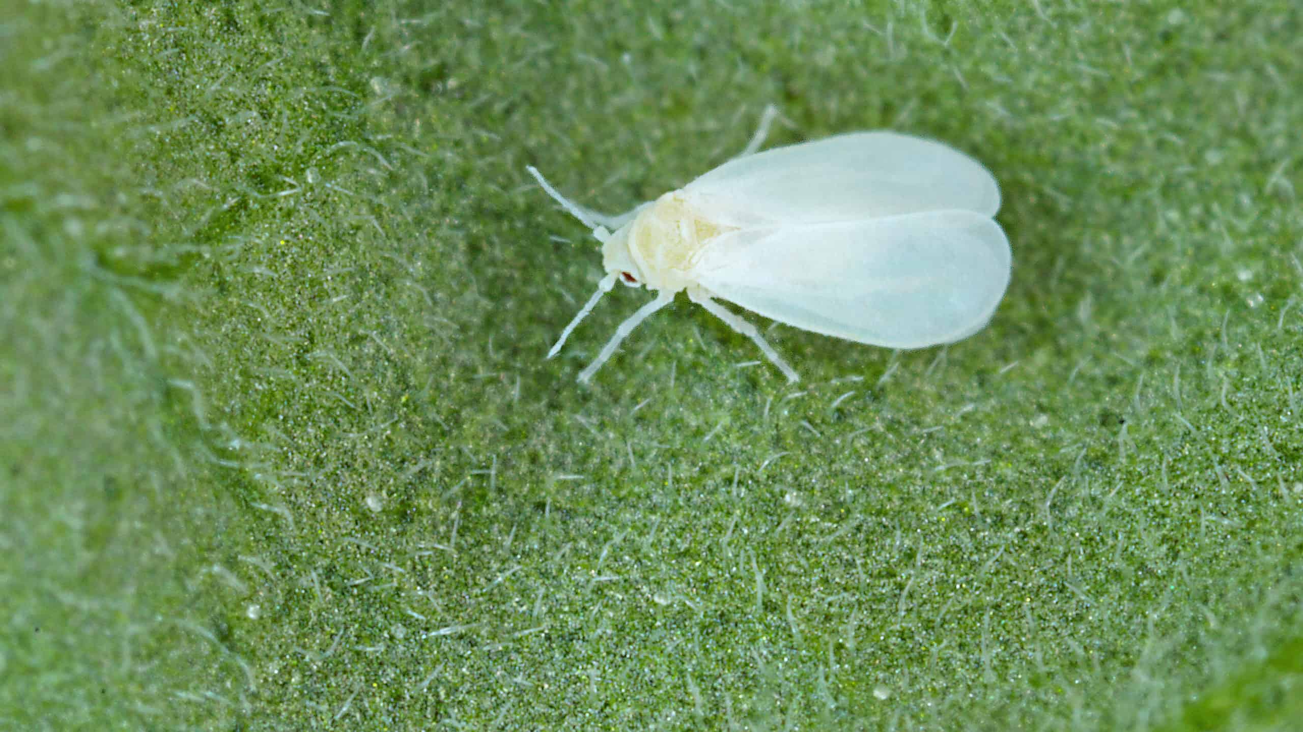 Whitefly on a green leaf