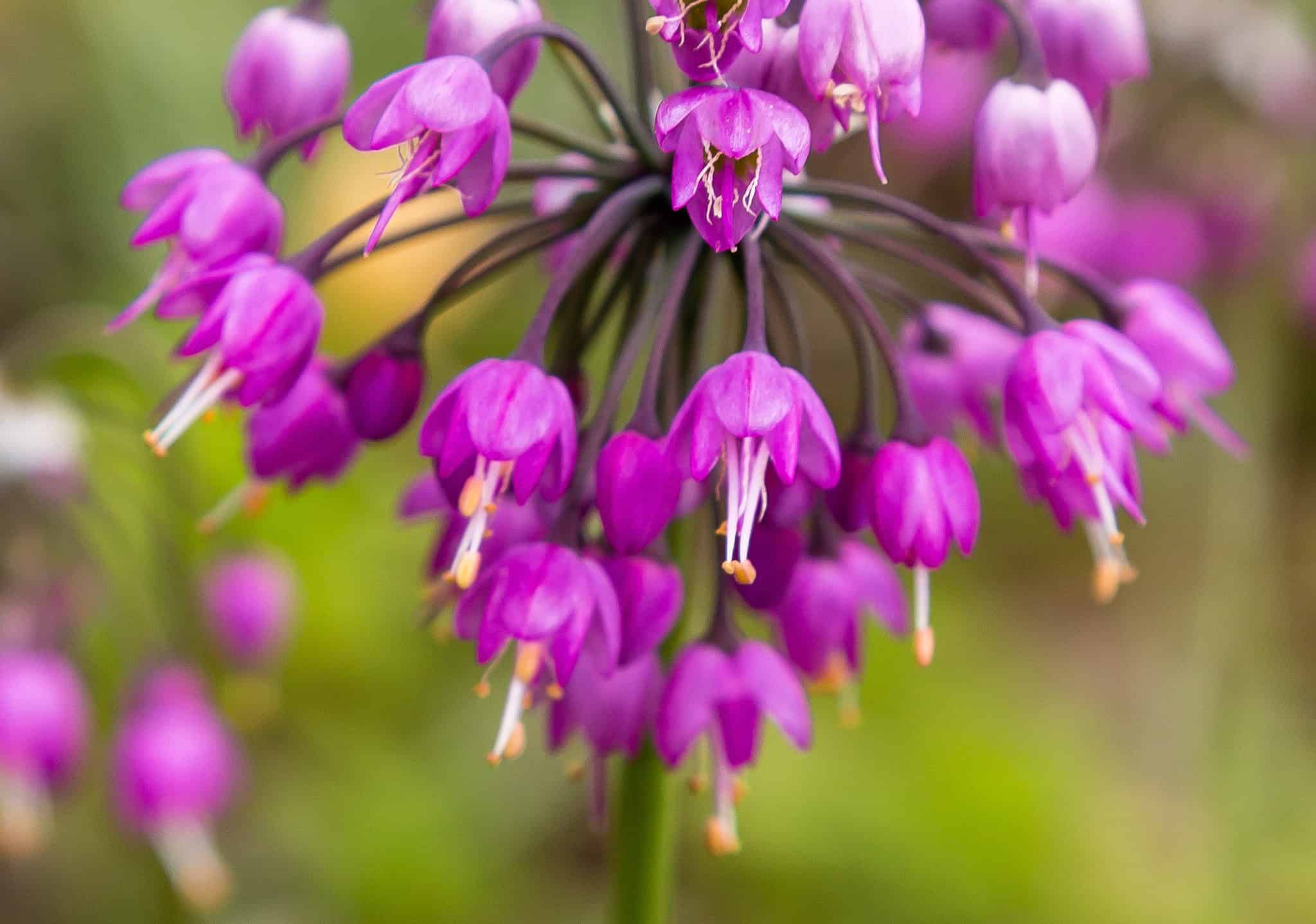 8-native-plants-in-wyoming-surfing-la