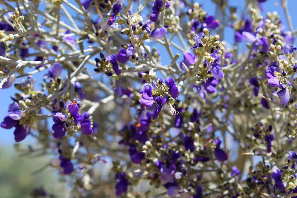 Beautiful purple flowers appear on the smoke tree for about one week in early summer.