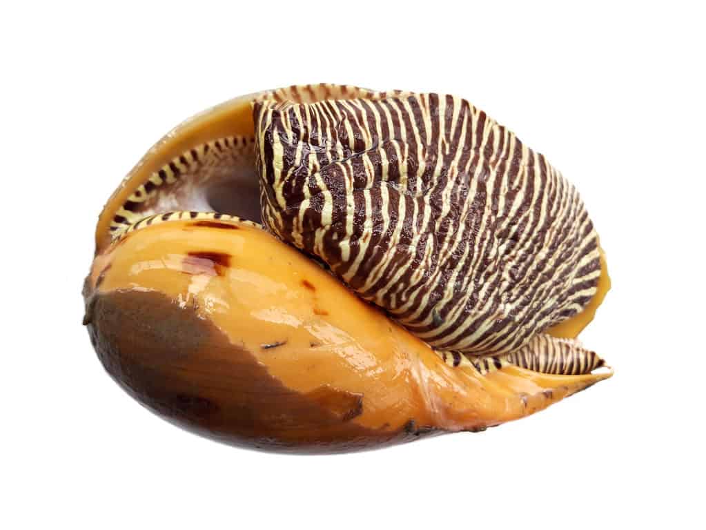 How are seashells created? Or any other shell, such as a snail's