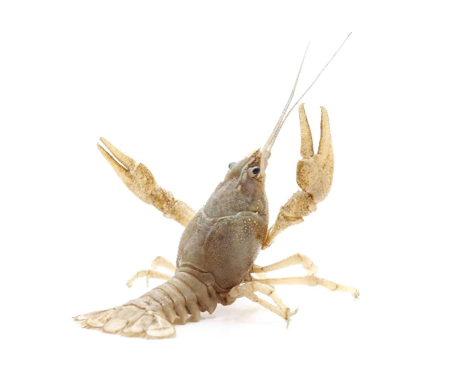 Lucky Man Finds Rare, 1-in-a-Million Albino Crawfish - AZ Animals