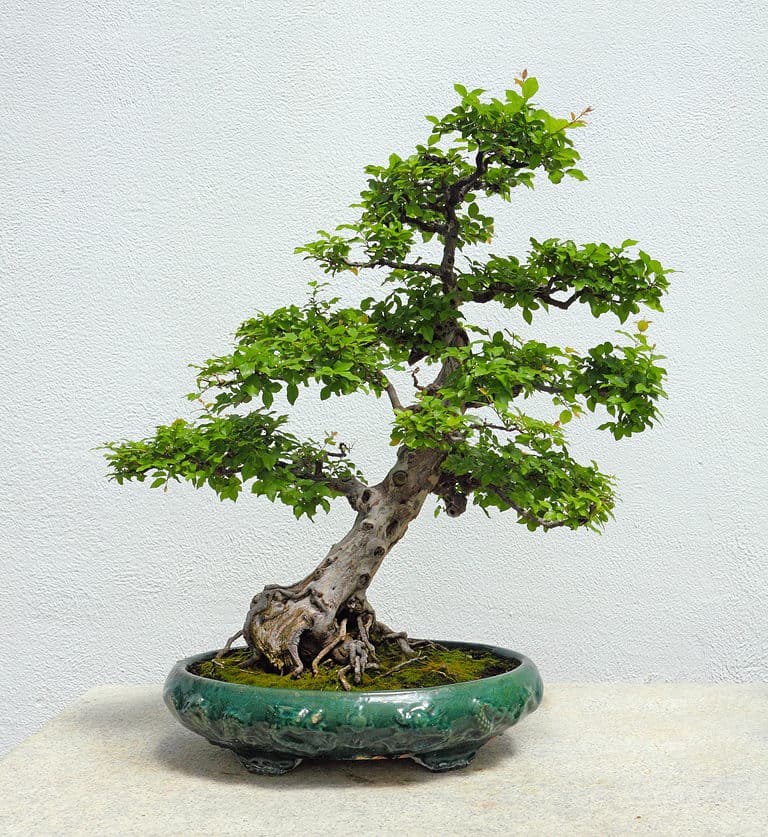 Beautiful bird plum bonsai tree isolated on white backdrop