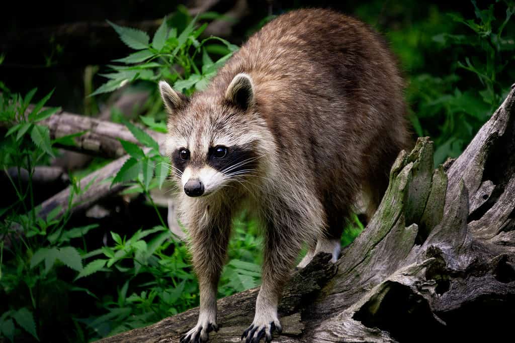 A raccoon peering out from a bed of green undergrowth.