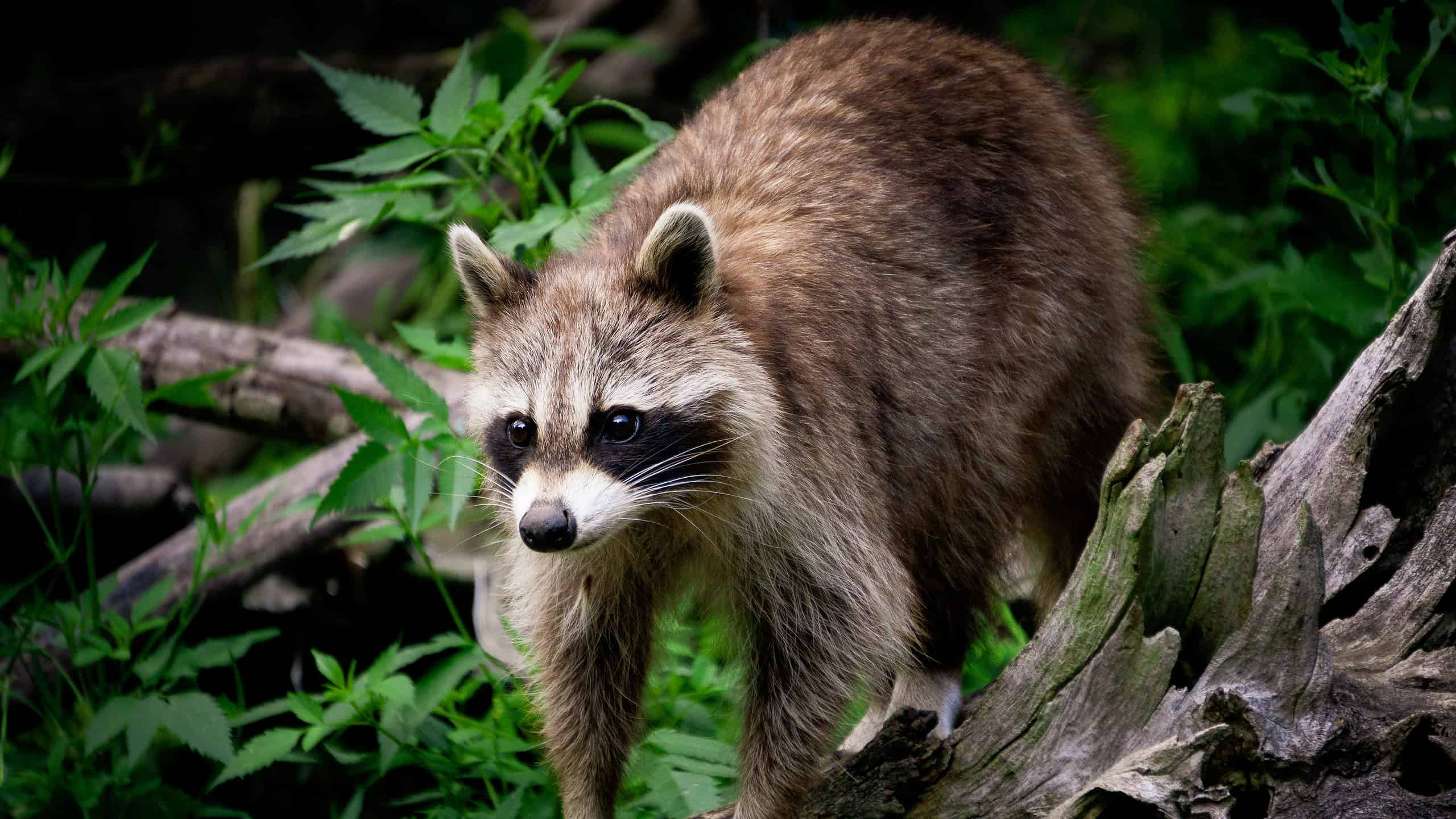 Racoon in undergrowth