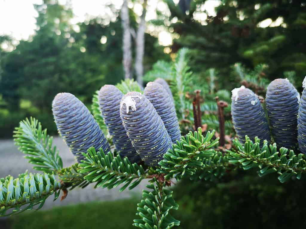 Balsam fir cones grow upright