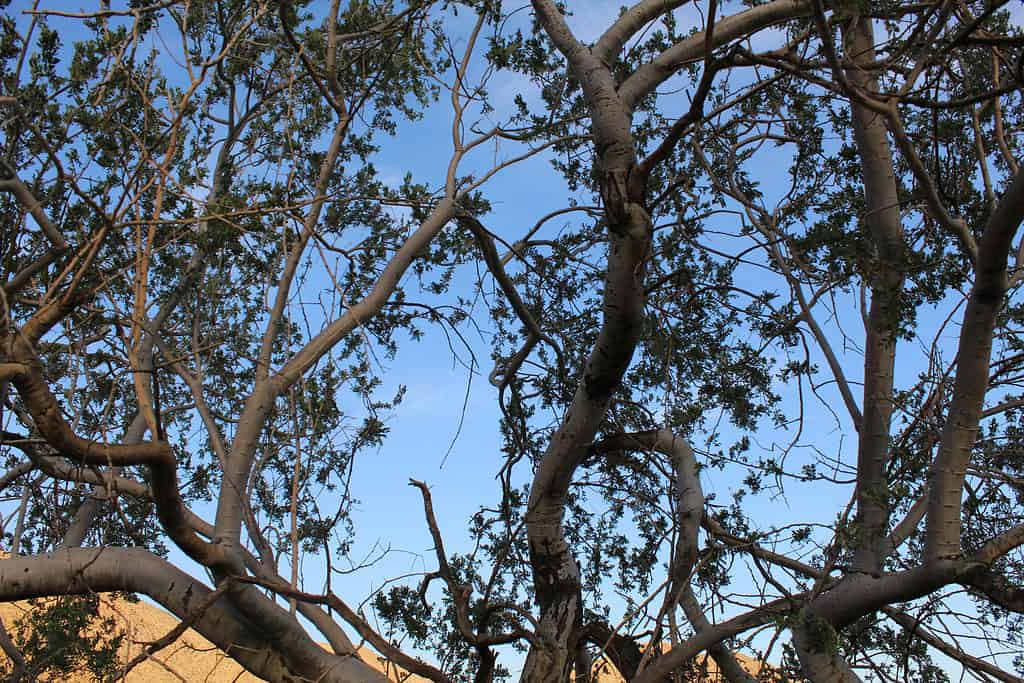 When fully grown, the Desert Ironwood can stand up to 30 feet tall.