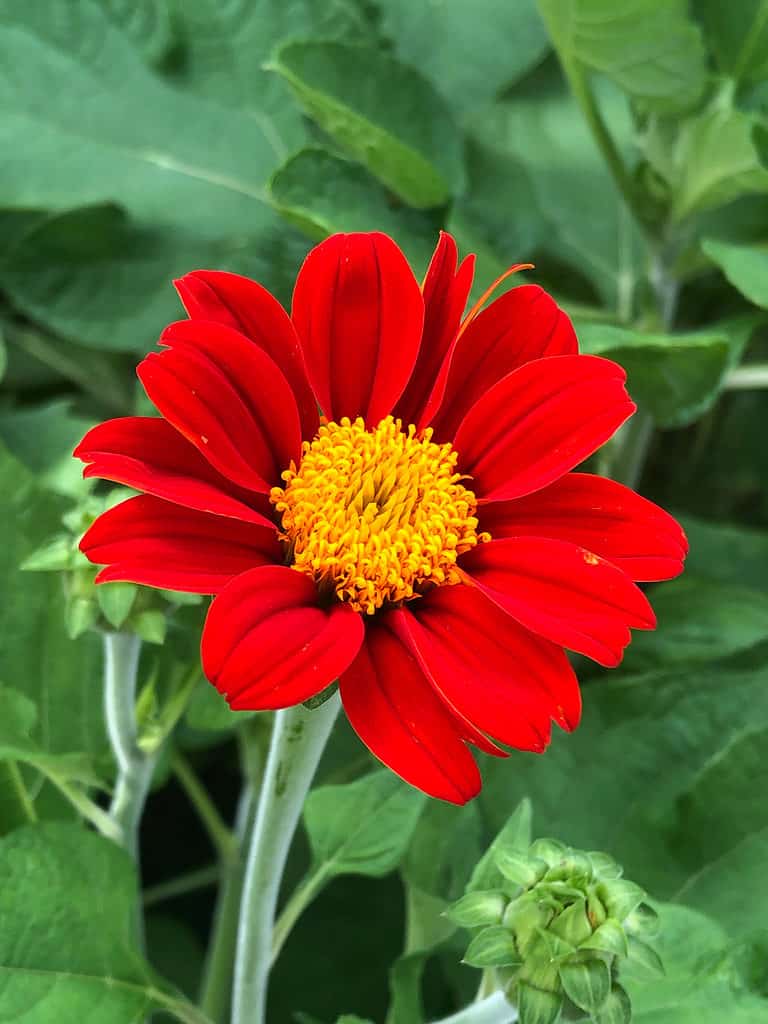 Mexican Sunflower