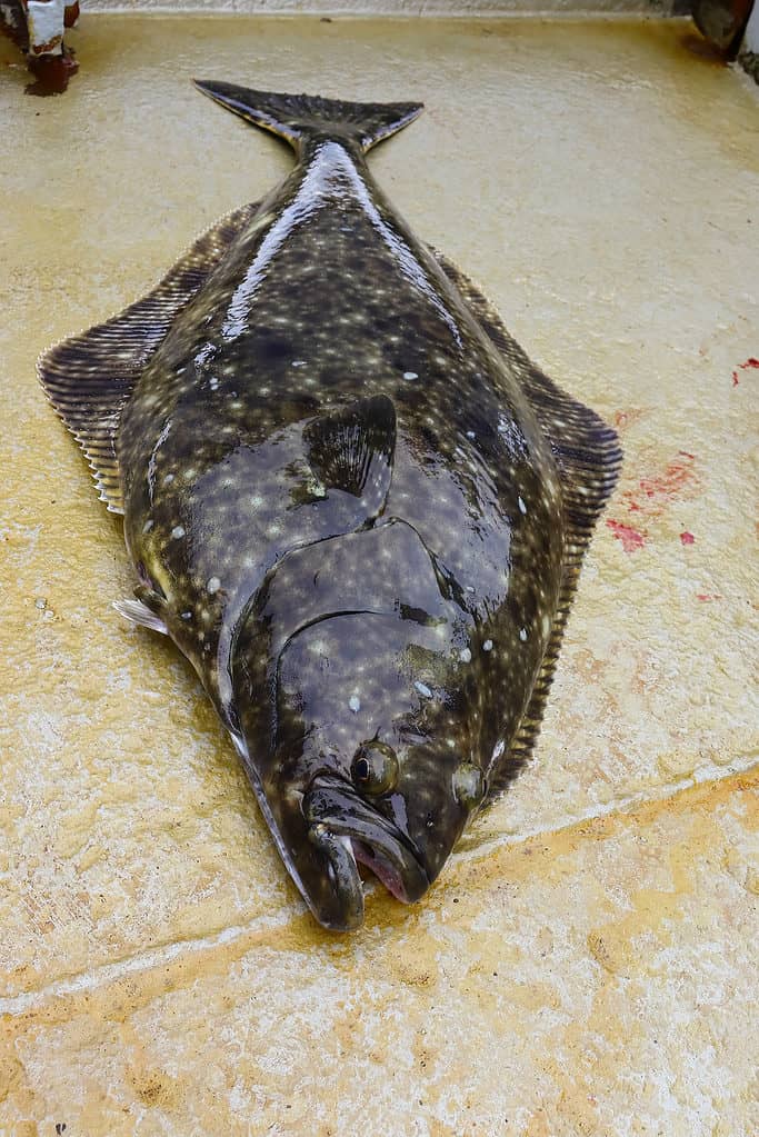 Halibut on a boat deck