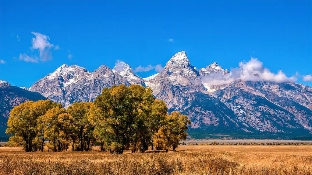 Plains cottonwood trees begin to change from green to yellow in September, with the snowcapped Grand Teton mountain range in the background. Jackson Hole, Wyoming.