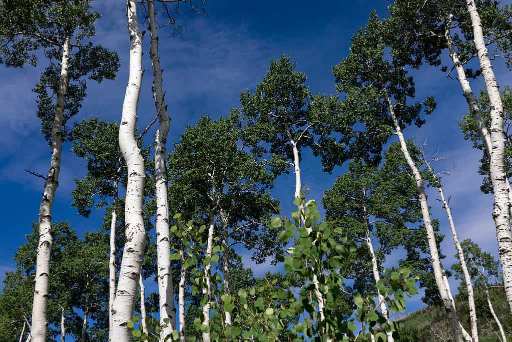 Pando clone of a poplar tree in Utah
